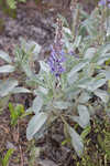 Gulf Coast lupine